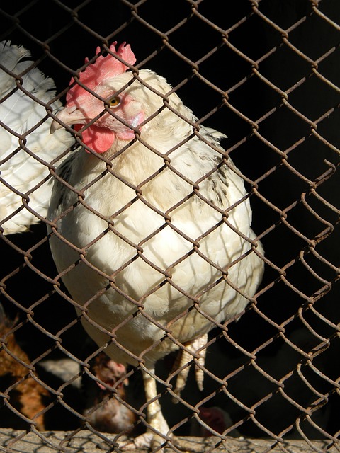 賽季的季後 賽季的季後